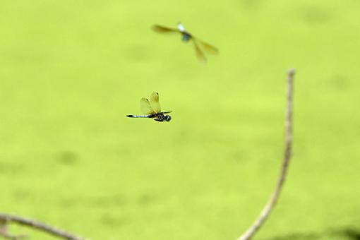 A Pond a Some Dragonflies-dragonfly-fly-5.jpg