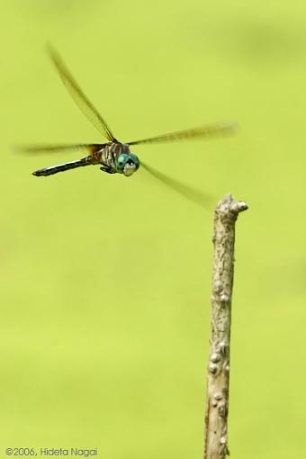 A Pond a Some Dragonflies-dragonfly-fly-1.jpg