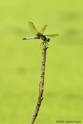 A Pond a Some Dragonflies-dragonfly-fly-2.jpg