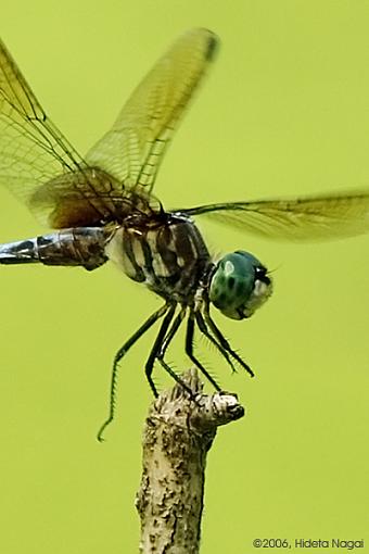 A Pond a Some Dragonflies-dragonfly-fly-2-cropped.jpg