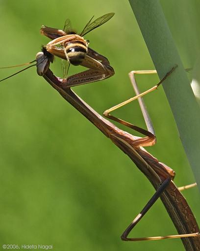 Hungry Eyes-mantis-4.jpg