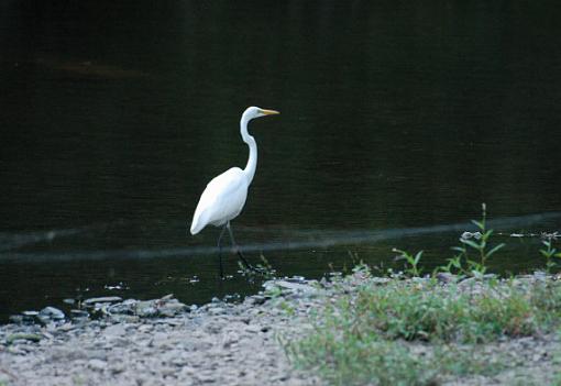 A rare visitor-egret3.jpg