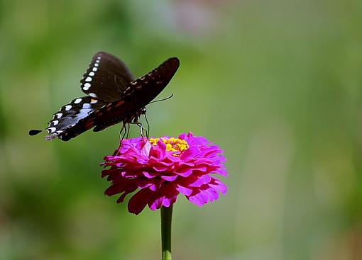 skippers and spicebush-pict2721.jpg