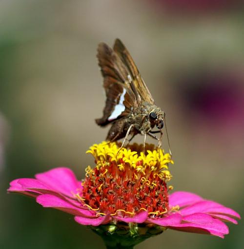 skippers and spicebush-pict2744.jpg