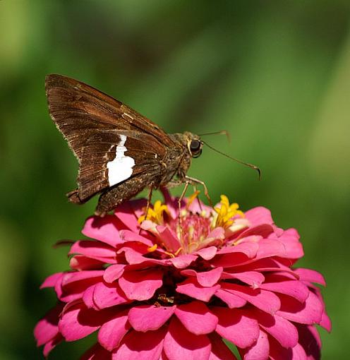 skippers and spicebush-pict2747-1.jpg