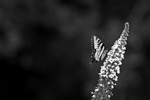 b&amp;w wildlife...-b-w-example-1.jpg