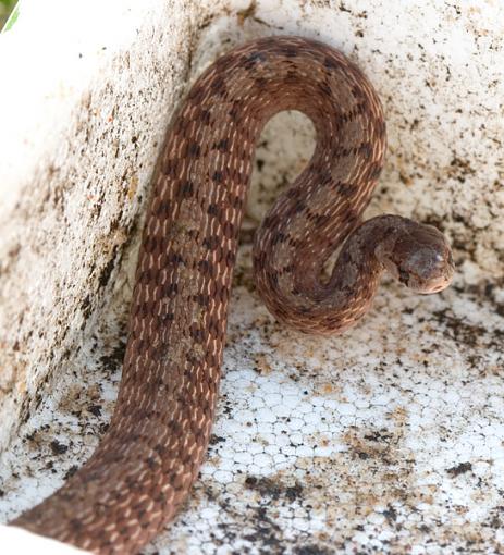 A Day &amp; Night At The River-snake.jpg