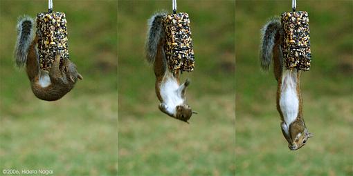 A Squirrelly Sequence-squirrel-sequence-composite.jpg