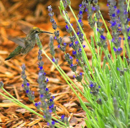 Are These Worthy?-yellow-spotted-hummer-iii.jpg