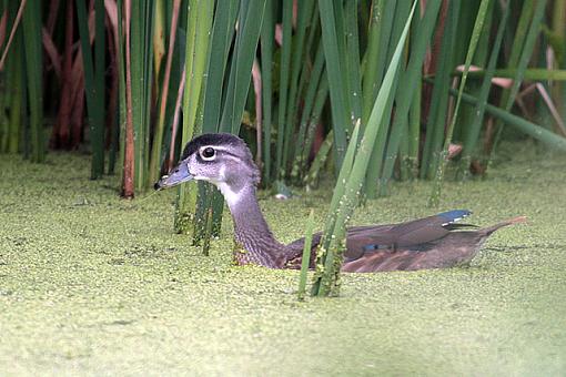 Fall 06 Bird ID Thread-6386w.jpg