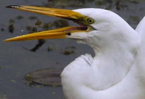 A couple of Great Egret pix - no pun intended-great-egret-lunch.jpg