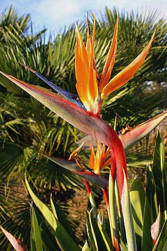 Do Flowers Count?-bird-paradise-.jpg