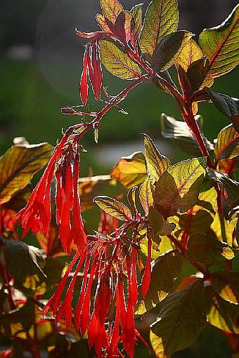 Do Flowers Count?-backlighting-.jpg