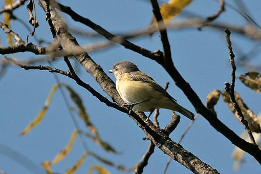 Fall 06 Bird ID Thread-6520w.jpg