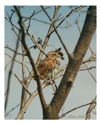 Fall 06 Bird ID Thread-dsc_0017crop-copy.jpg