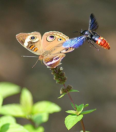 Fighting for the flowers-waspbutterfly.jpg