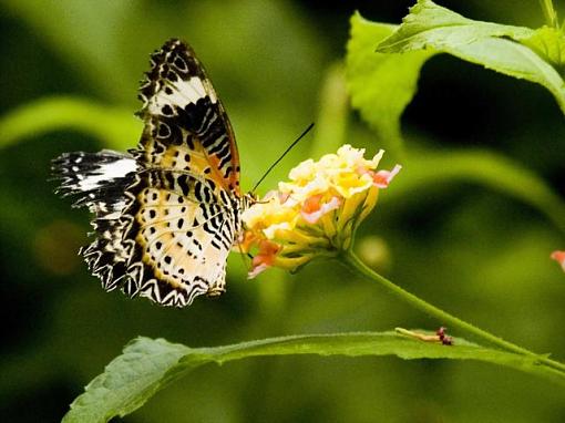 Butterflies-_a071057091006.jpg