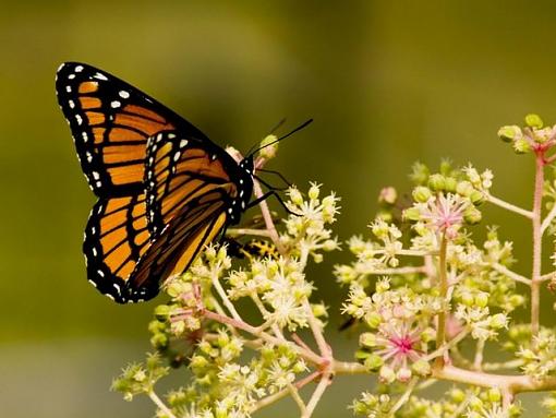 Butterflies-monarch.jpg