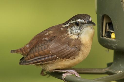 Fall 06 Bird ID Thread-bird-id-9-10-06.jpg