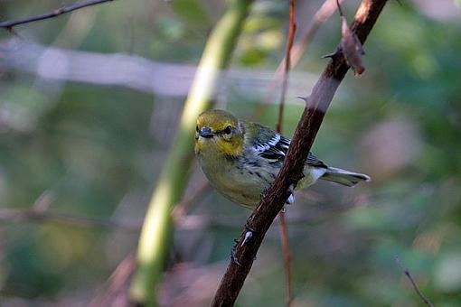 Fall 06 Bird ID Thread-6693w.jpg