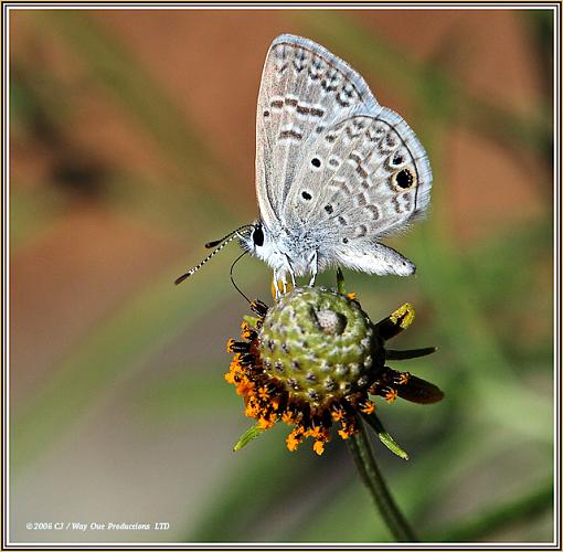 Antillean Blue-antillean_blue1_640.jpg