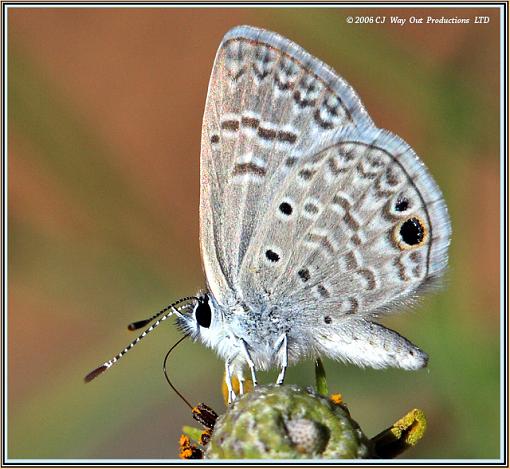 Antillean Blue-antillean_blue_2_640.jpg