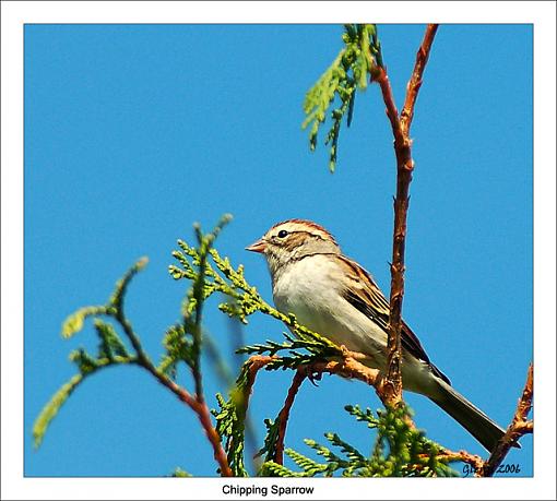 Fall 06 Bird ID Thread-chipping-sparrow.jpg