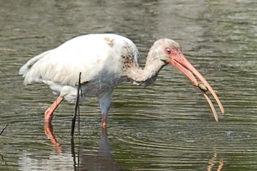 Dinner Time In The Salt Marsh-dsc_1567pr.jpg