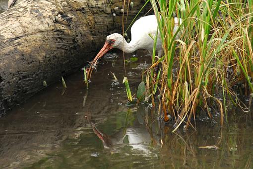 Dinner Time In The Salt Marsh-dsc_1916pr.jpg