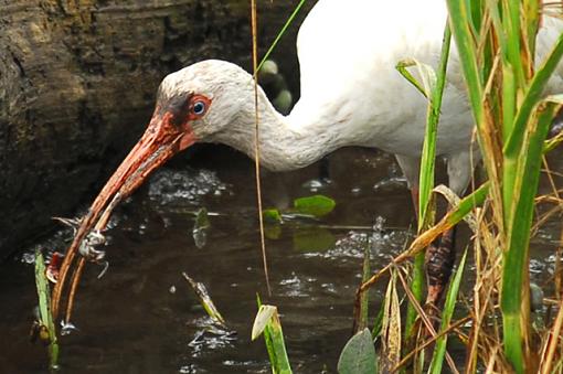 Dinner Time In The Salt Marsh-dsc_1916prcrop.jpg