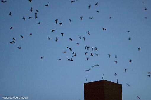 Chimney Swift Swarm-chimney-swifts-crw_8146.jpg