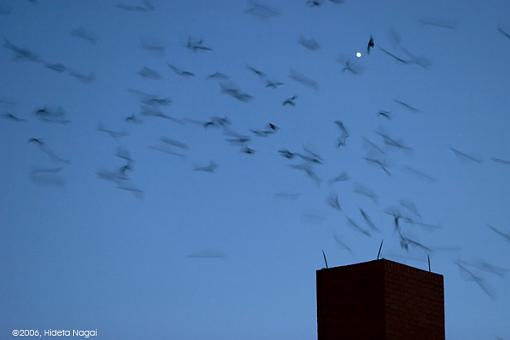 Chimney Swift Swarm-chimney-swifts-crw_8179.jpg