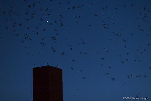 Chimney Swift Swarm-chimney-swifts-crw_8186.jpg