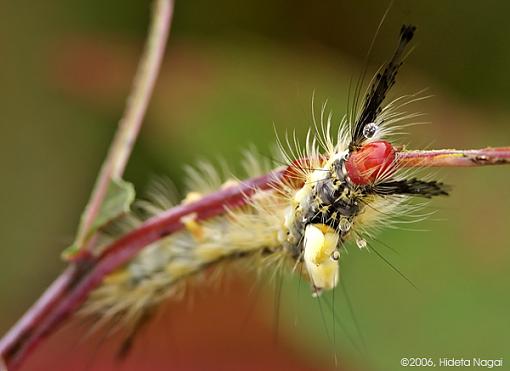 Gave the tripod another go-macro-crw_8214.jpg