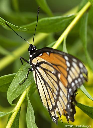 Gave the tripod another go-macro-crw_8228.jpg