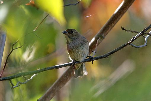 Fall 06 Bird ID Thread-7325w.jpg