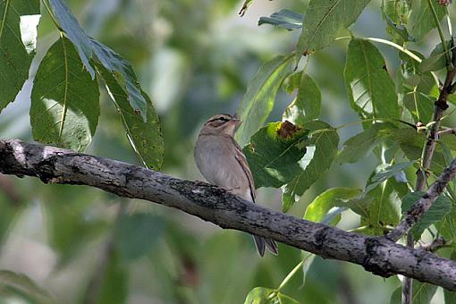 Fall 06 Bird ID Thread-7400w.jpg