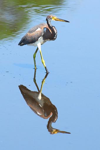 Tri-Colored Heron-06-08-25-082-pr.jpg