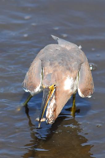 Tri-Colored Heron-dsc_1636pr.jpg