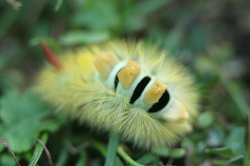 The Paletussock Caterpillar-forum-1a.jpg