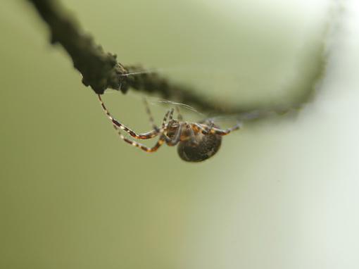 Spiders, webs and tubes.-forum-4.jpg