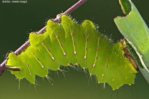 Hiding in plain sight-green-cat-redo-1.jpg