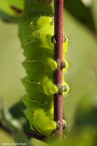 Hiding in plain sight-green-cat-redo-2.jpg