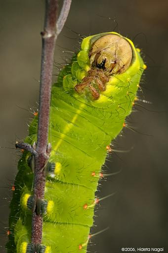 Hiding in plain sight-green-cat-redo-3.jpg