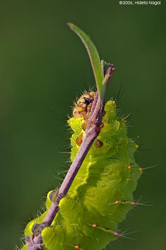 Hiding in plain sight-green-cat-redo-4.jpg