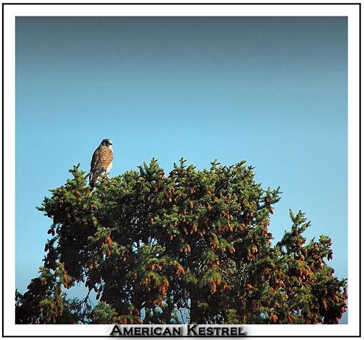 Fall 06 Bird ID Thread-american-kestrel.jpg