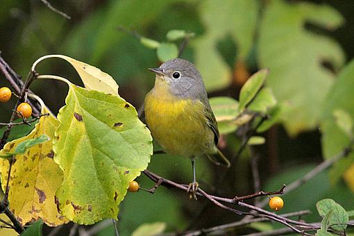 Fall 06 Bird ID Thread-7767w.jpg