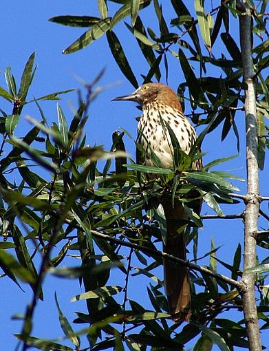 Fall 06 Bird ID Thread-pict3563-1.jpg