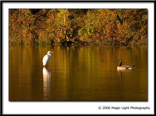 Fall 06 Bird ID Thread-crw_0018.jpg