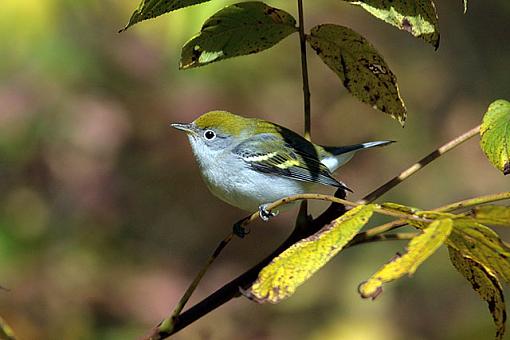 Fall 06 Bird ID Thread-7875w.jpg